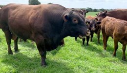 *CANCELLED* Nottingham: Bull selection – Using what’s available in 2025